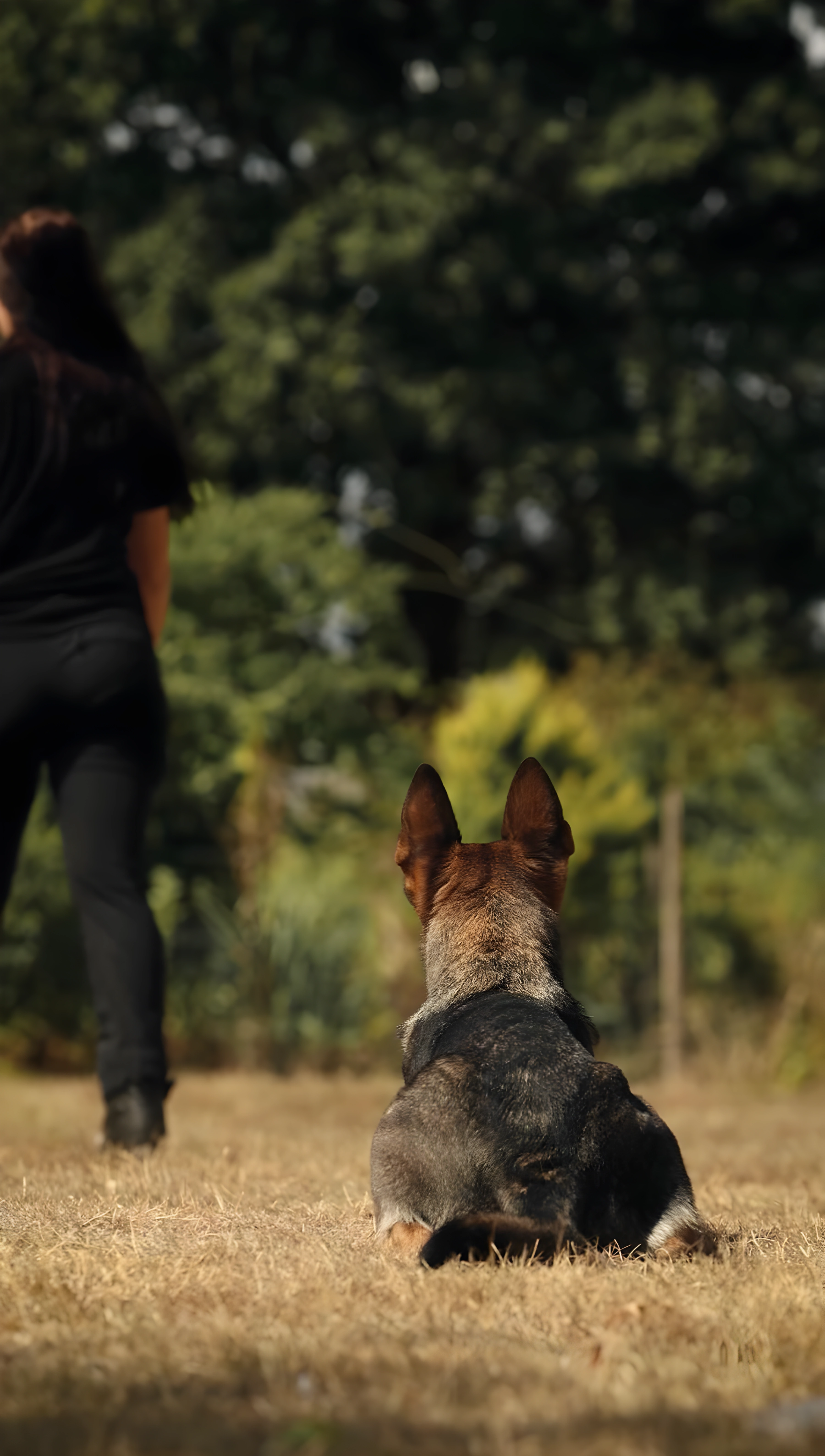 The dog remembers the work