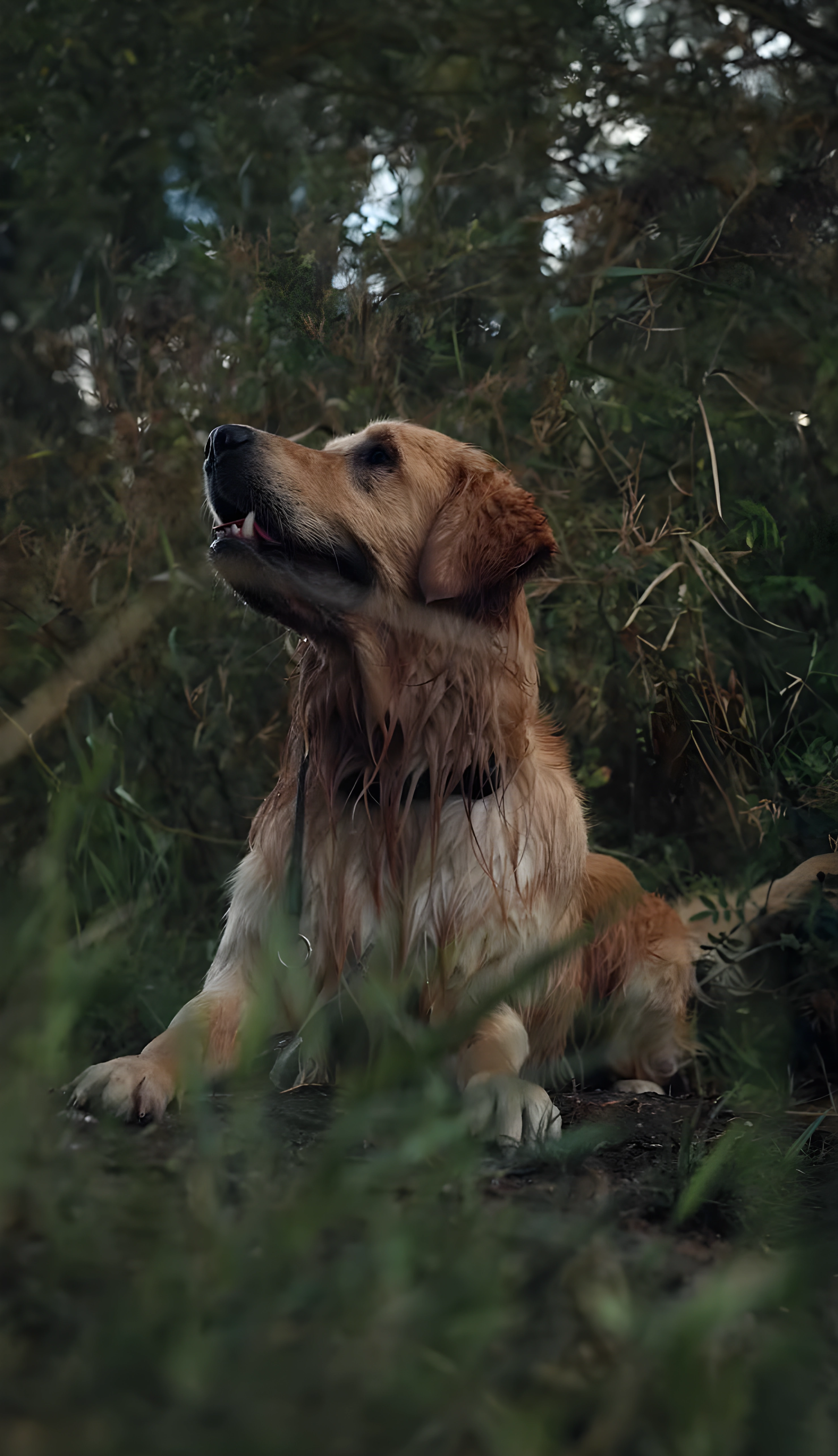 The work shapes the dog